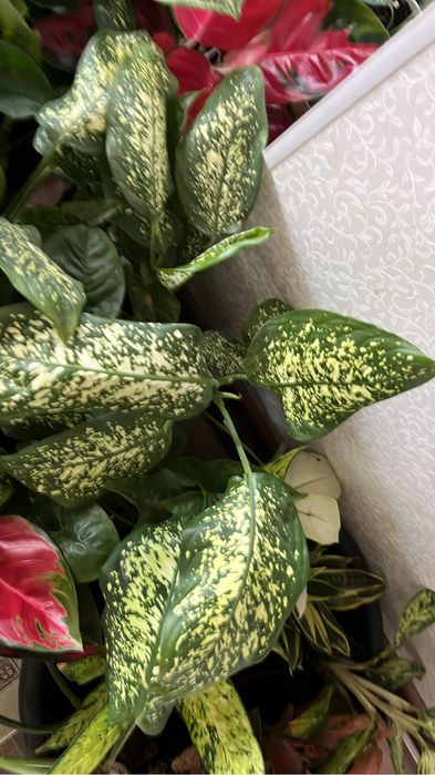 Диффенбахии домашние сортовые