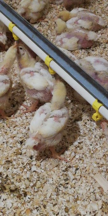 Pui de carne si rasa mixta