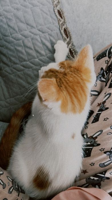 Шотландский котенок