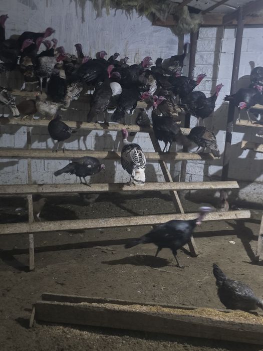 Индюктер сатылады