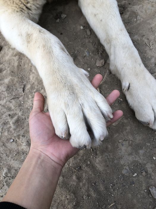Собака Алабай чистокровный белый.