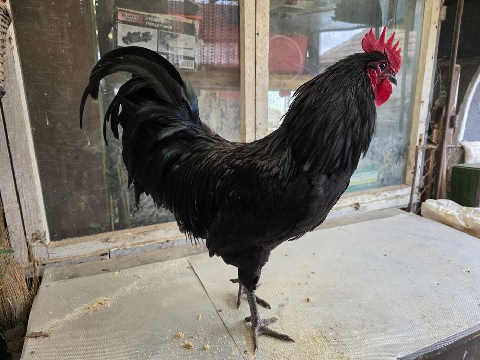 Oua pentru incubat Moțată, Australorp, Cochinchina,  Phoenix, Mătase J