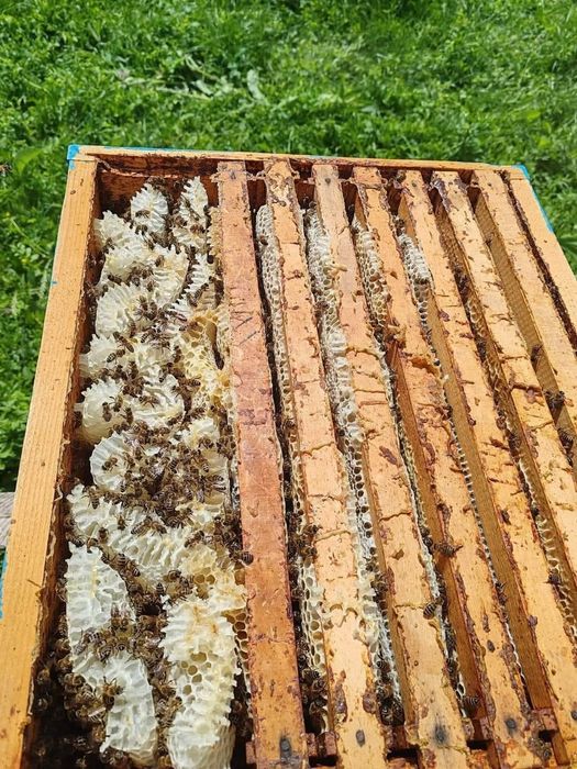 Vând Miere Salcam Poliflora Coriandru Mana  Rapita