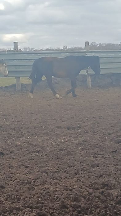 Продам кобылу 5лет