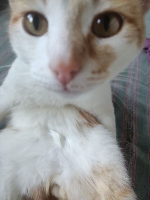 Отдам кота даром бесплатно