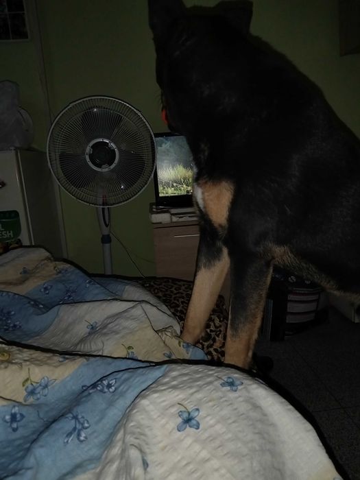 Давам куче смеска