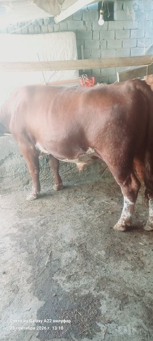 Mol sotiladi srochni