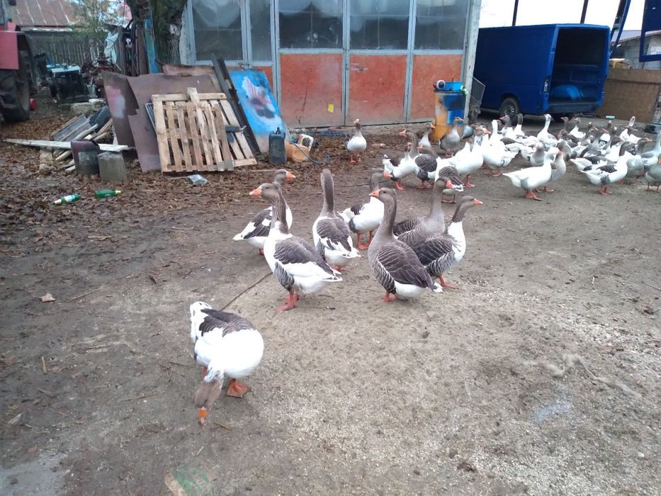 Vand gaste rasa comuna