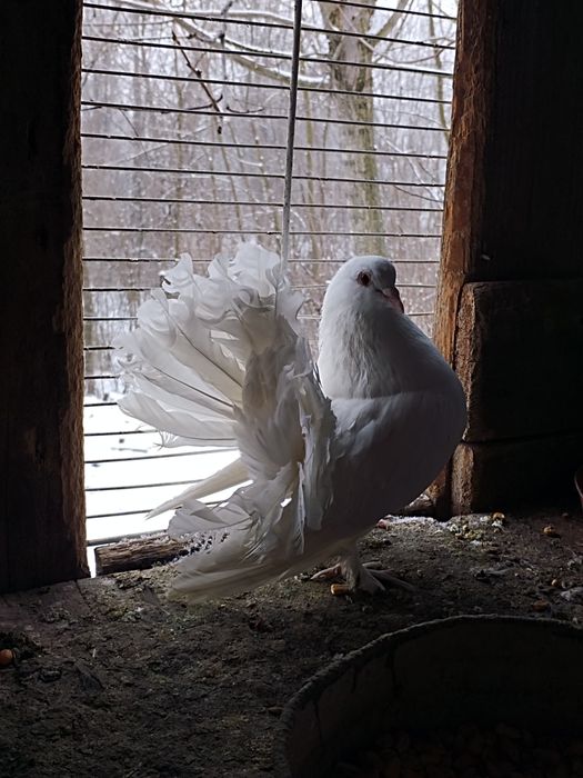 Vând sau schimb porumbei