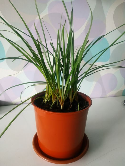 Продам зеферантес (выскочка)