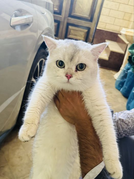 Снежок Серебряная Шиншила ищет невест