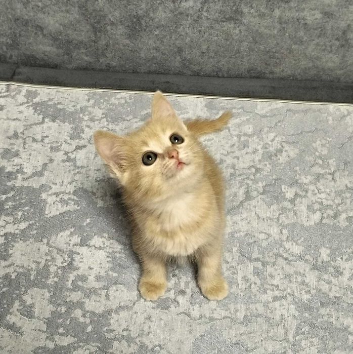 Котенок в ответственные руки
