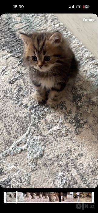Котята. Мушикчалар
