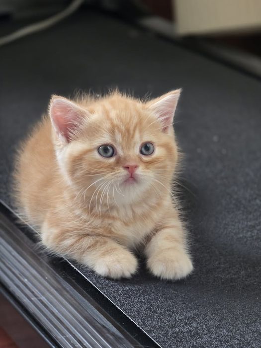 British shorthair