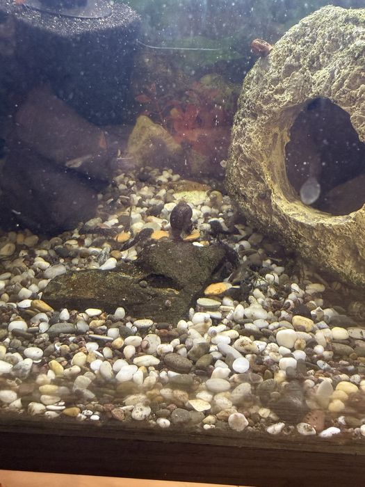 Продам мальков анцитруса