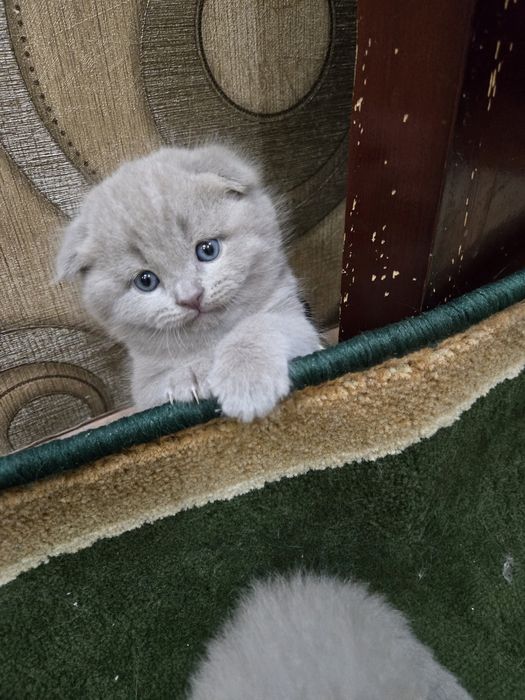 Kechgi20:00 dan ertalabki 9:00 bezovta qilmanglar