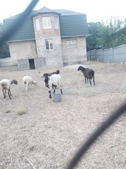 В продаже имеются  кошкары