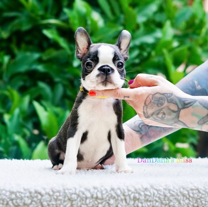 Boston terrier cu pedigree - baietel