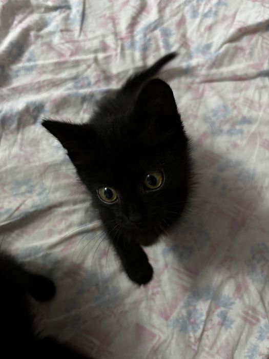 Срочно отдам котят в добрые руки