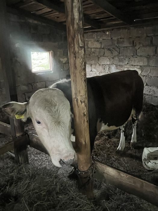 Продам белоголовый бычок