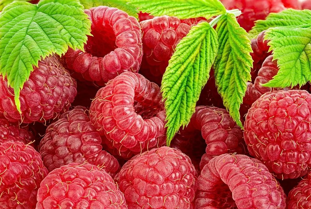 Malina kuchatlari sotiladi