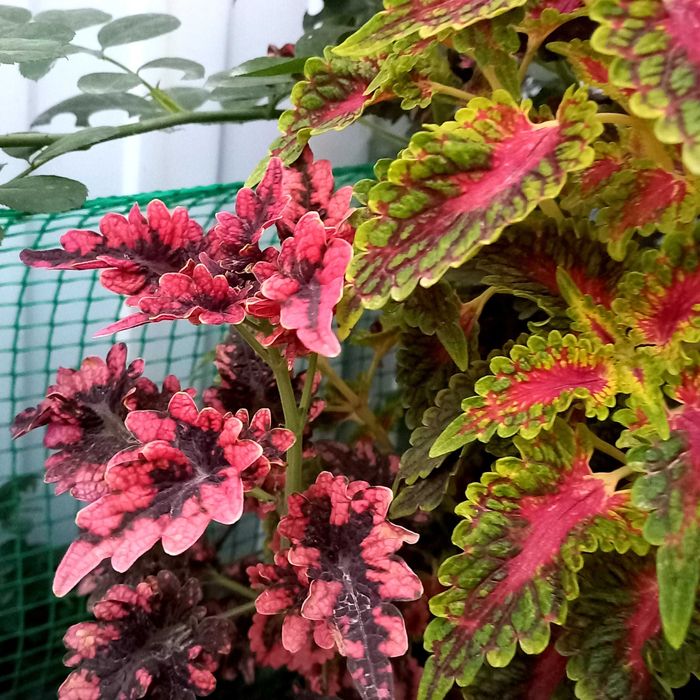 Колеус вегетативный