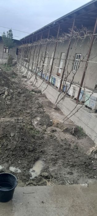 Asalari oilasi sotiladi  4 5. 6ramka zoti karpat kardinka bakvas zotla