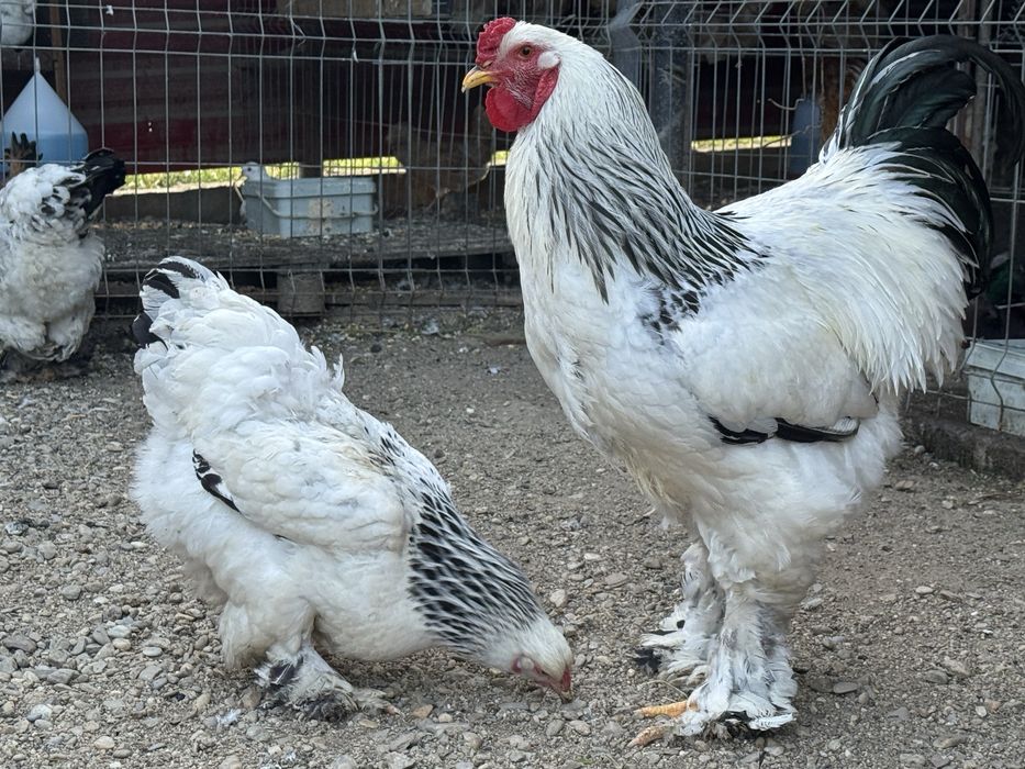 Ouă găini Brahma HD pentru incubat.