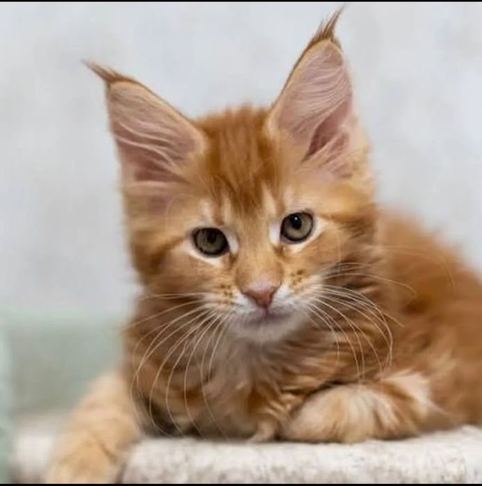 Продам котят меня куна