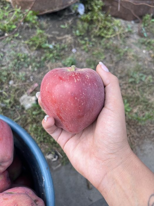 Mere botul iepurelui