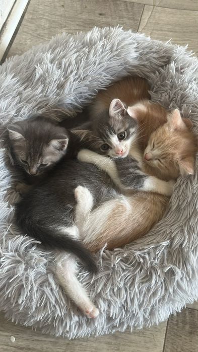 Отдам котят в добрые руки!
