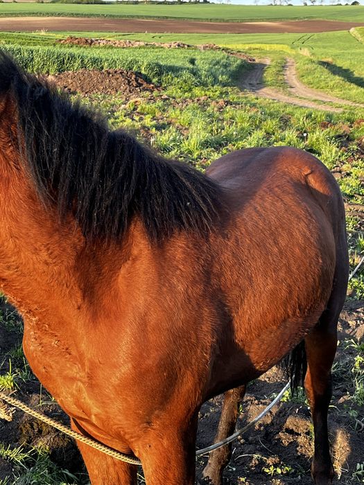 Vand manz sau schimb cu juninca gestanta