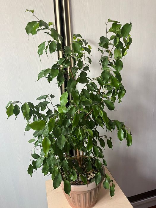 Фи́кус бенджами́на