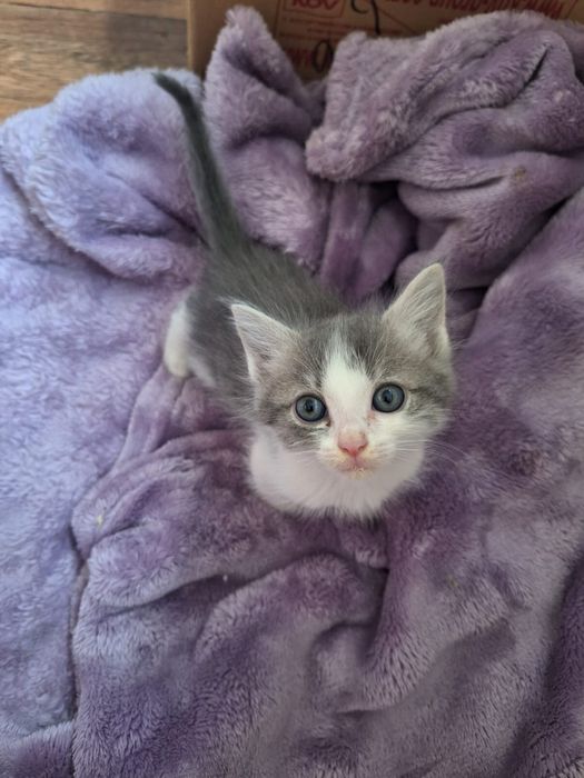 Одам котят в добрые руки!!
