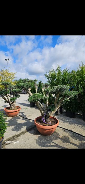 Vând măslini bonsai/seculari