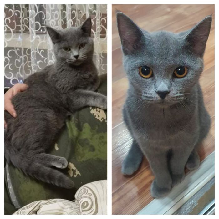 Пропала кошка по кличке Лиза