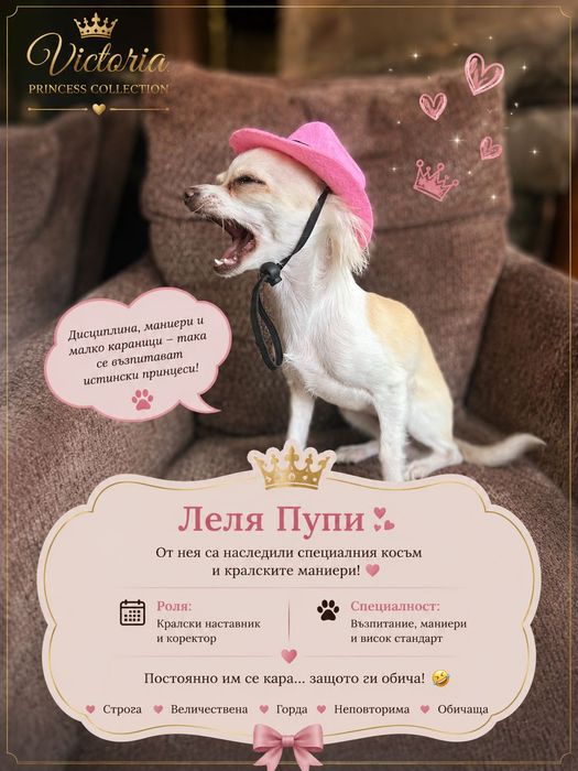 Чистокръвни мини Чихуахуа