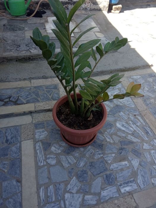 Цветы офисные, домашние