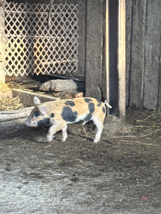 Поросята месячные