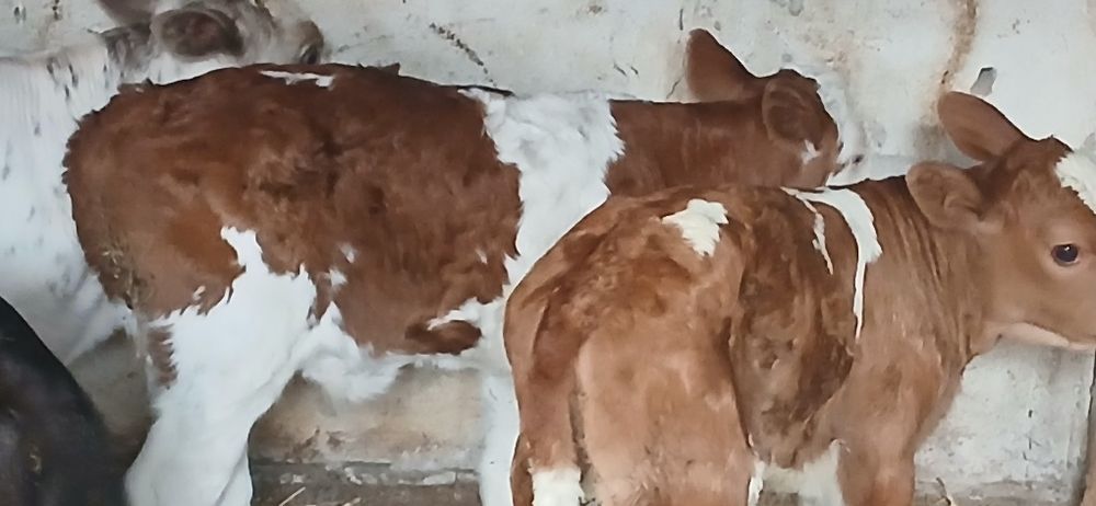 Vitei belgian baltata angus