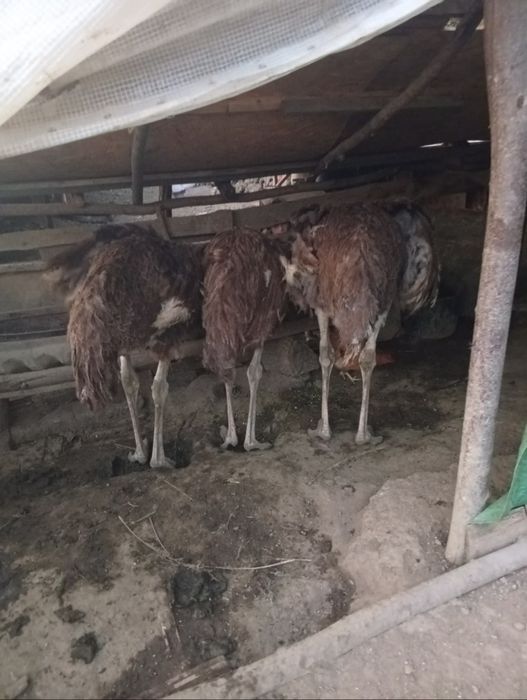 O familie de struți