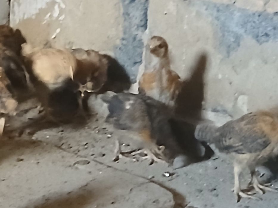 Продам цыплятта кучинский
