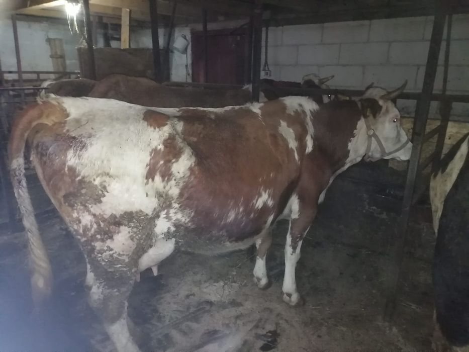 Vaca cu vițel bălțată de vanzare