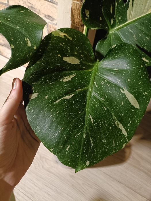 Монстера тайское созвездие