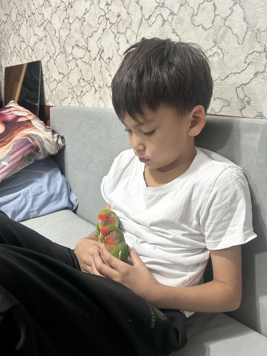 папугай неразлучники