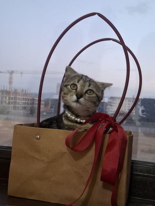 Кошка 4 месяца породистая смешанная