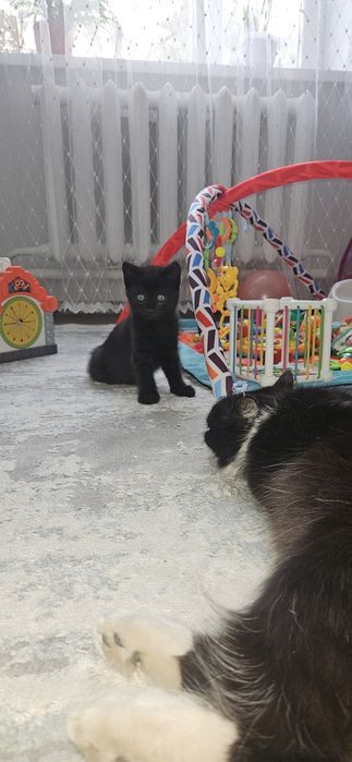 Отдам котенка  2 месяца