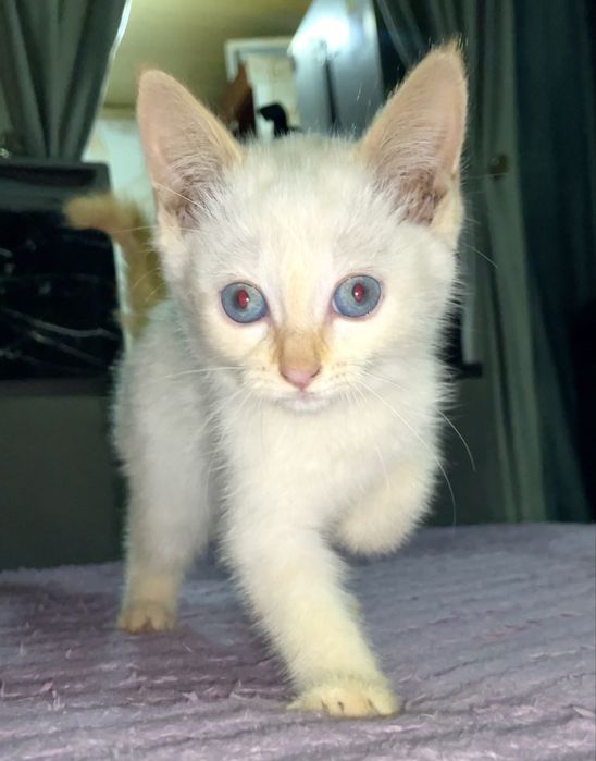 Котенок в добрые руки