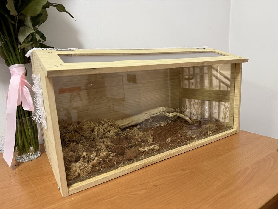 Продается моисовый полоз