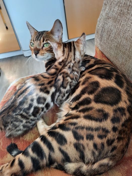 Продам бенгальского котенка. Девочка и мальчик.
